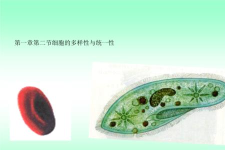 团藻是真核还是原核