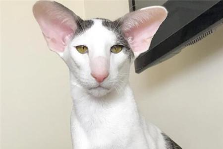 东方短毛猫能长多长