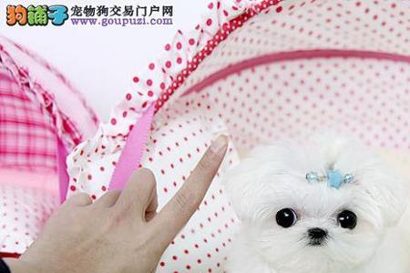 马尔济斯幼犬断奶要多久