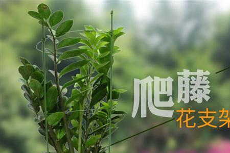 绿萝绑花柱方法