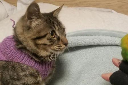 白天听到特猫叫是好是坏
