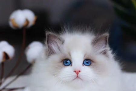 布偶公猫几个月成年
