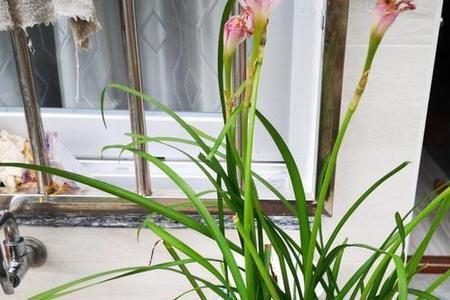 风雨兰不晒太阳可以吗
