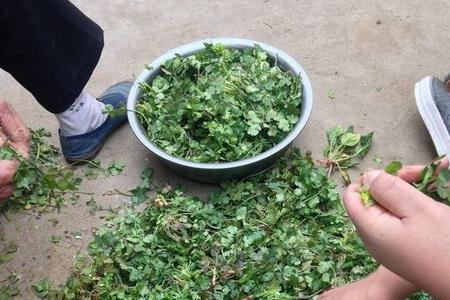 农村的地香菜叫什么
