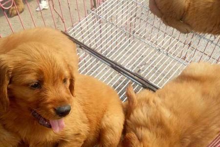 10天金毛犬的特征