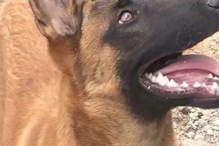 马犬托尼资料