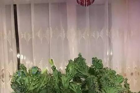 麒麟汁液有毒吗