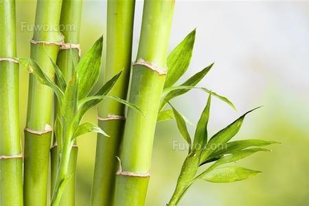竹子边上长出的小竹子叫什么