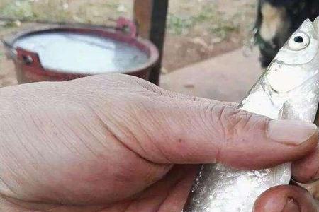 宝刀鱼的重要特征