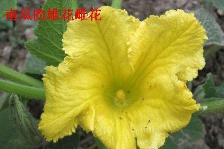 什么南瓜品种雄花大朵