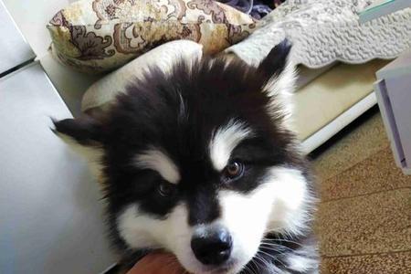 阿拉斯加幼犬知道饿吗