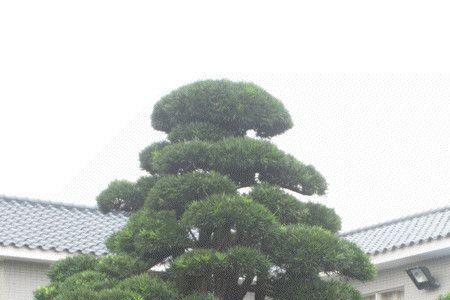日本罗汉松哪个品种最贵