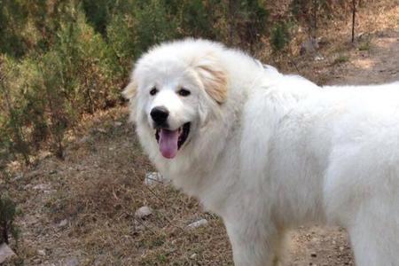 大白熊犬哪些城市可以养