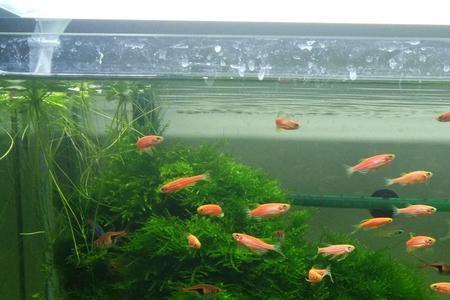 热带鱼不想养了怎么办