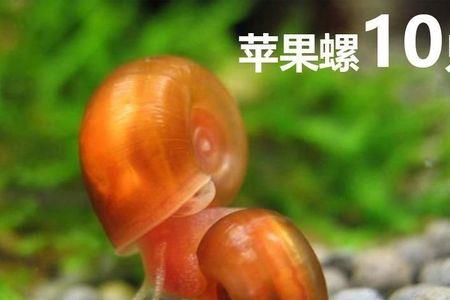 苹果螺不吃饭能活多久