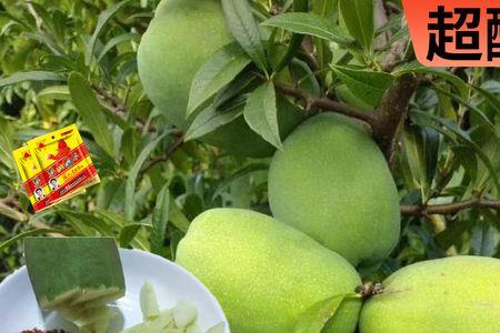昆明白花酸木瓜苗哪里批发