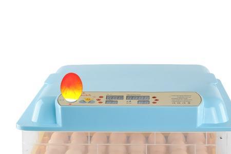 孵蛋器一夜断电还能孵出吗