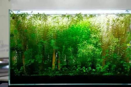 新开缸水草溶叶的原因及处理