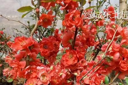 海棠树10年能长多大
