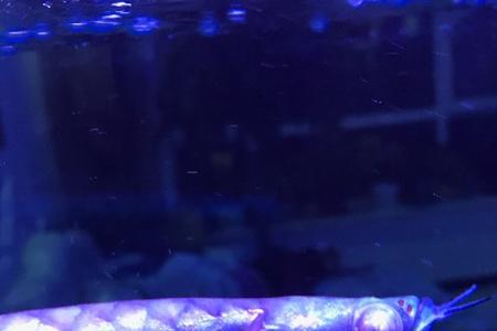 银龙鱼是冷水鱼还是热水鱼