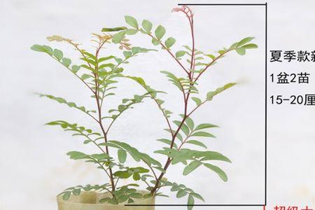 红芽清香木好吗