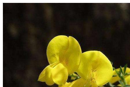 像金雀花一样的花是什么花