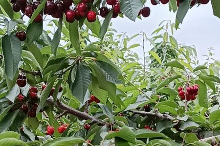 大连樱桃季节什么时候结束