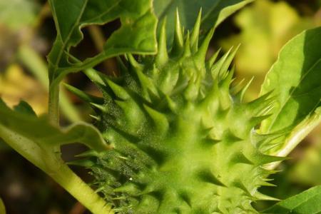 荆棘种子播种方法不用洒水吗