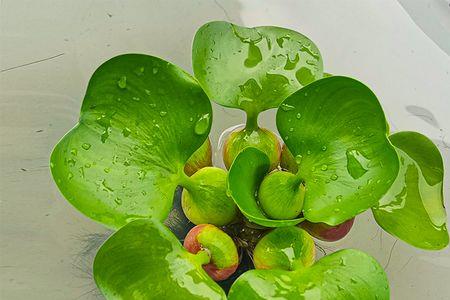 什么鱼吃水葫芦