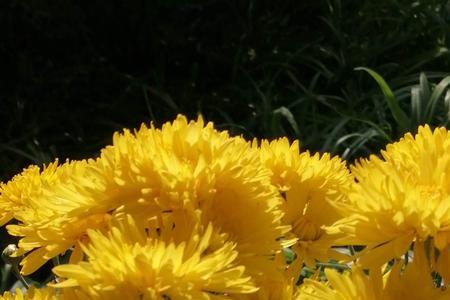 小学课文九月菊
