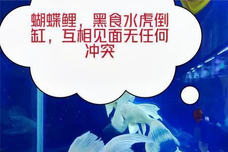 鱼缸养蝴蝶鲤的生长速度