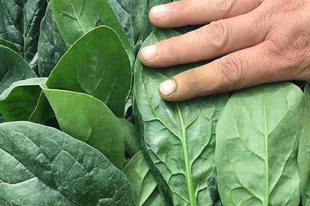 菠菜种子和萝卜种子的区别