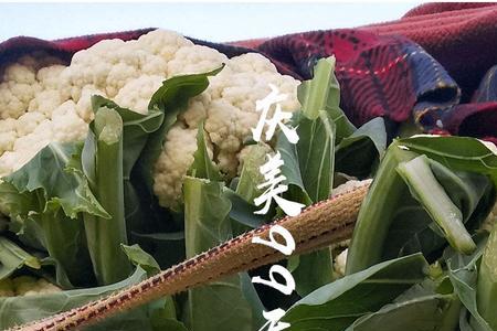 松花菜苗栽上为什么会死