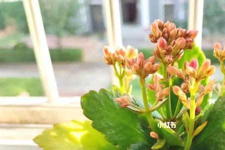 家里养黄色长寿花好吗