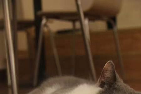 成年短毛猫早晨吃什么