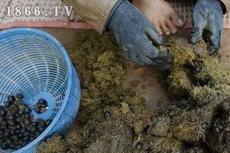 牛粪做成蜂窝煤的优缺点
