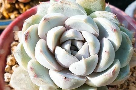 雪兔多肉好养吗