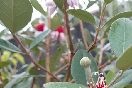 斐济果几月开花