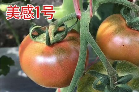 绿太郎西红柿好吃吗
