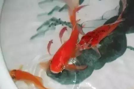适合鱼盆养的鱼