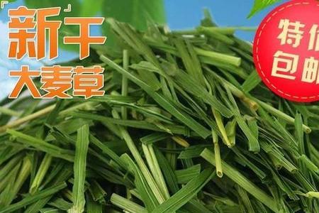 龙猫吃什么蔬菜