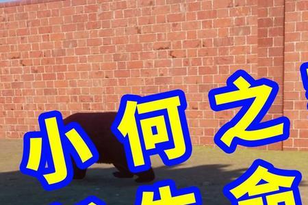 为什么动物园之星里面没有蟑螂