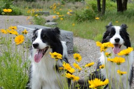 牧羊犬的职责和特征