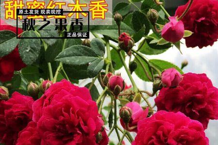 四季红木香可以在室内养吗