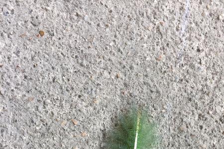 毛毛虫吃不吃落叶请回答