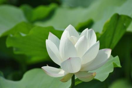 心中的白莲花是什么意思
