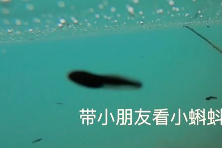 小蝌蚪到岸上会认识哪些朋友