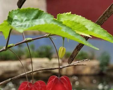 灯笼花花苞小怎么回事