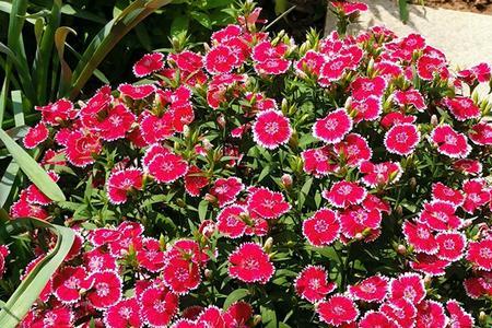 五彩石竹一年开几次花