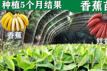 红香蕉种植几年挂果